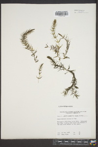 Ceratophyllum echinatum image