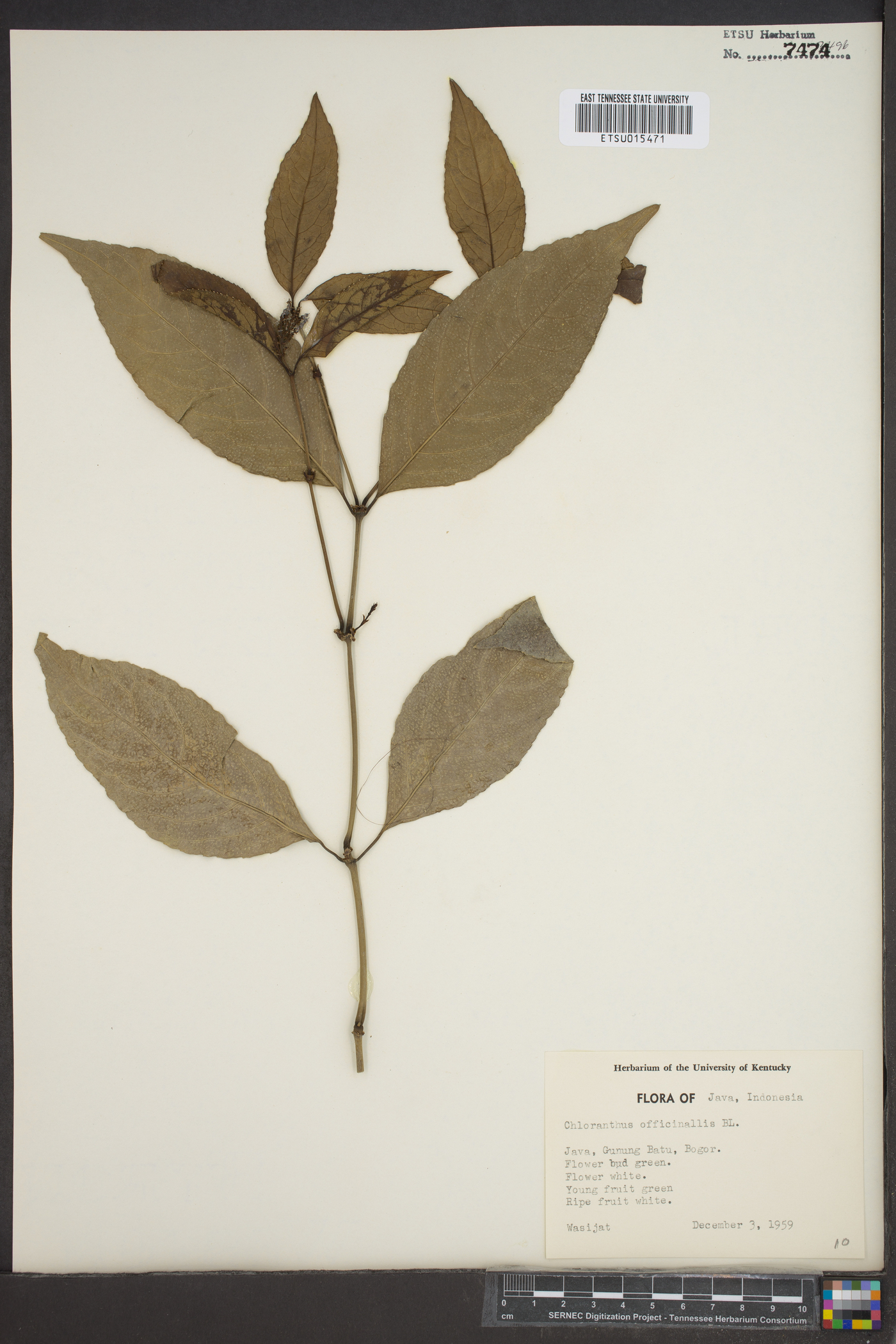 Chloranthus officinalis image