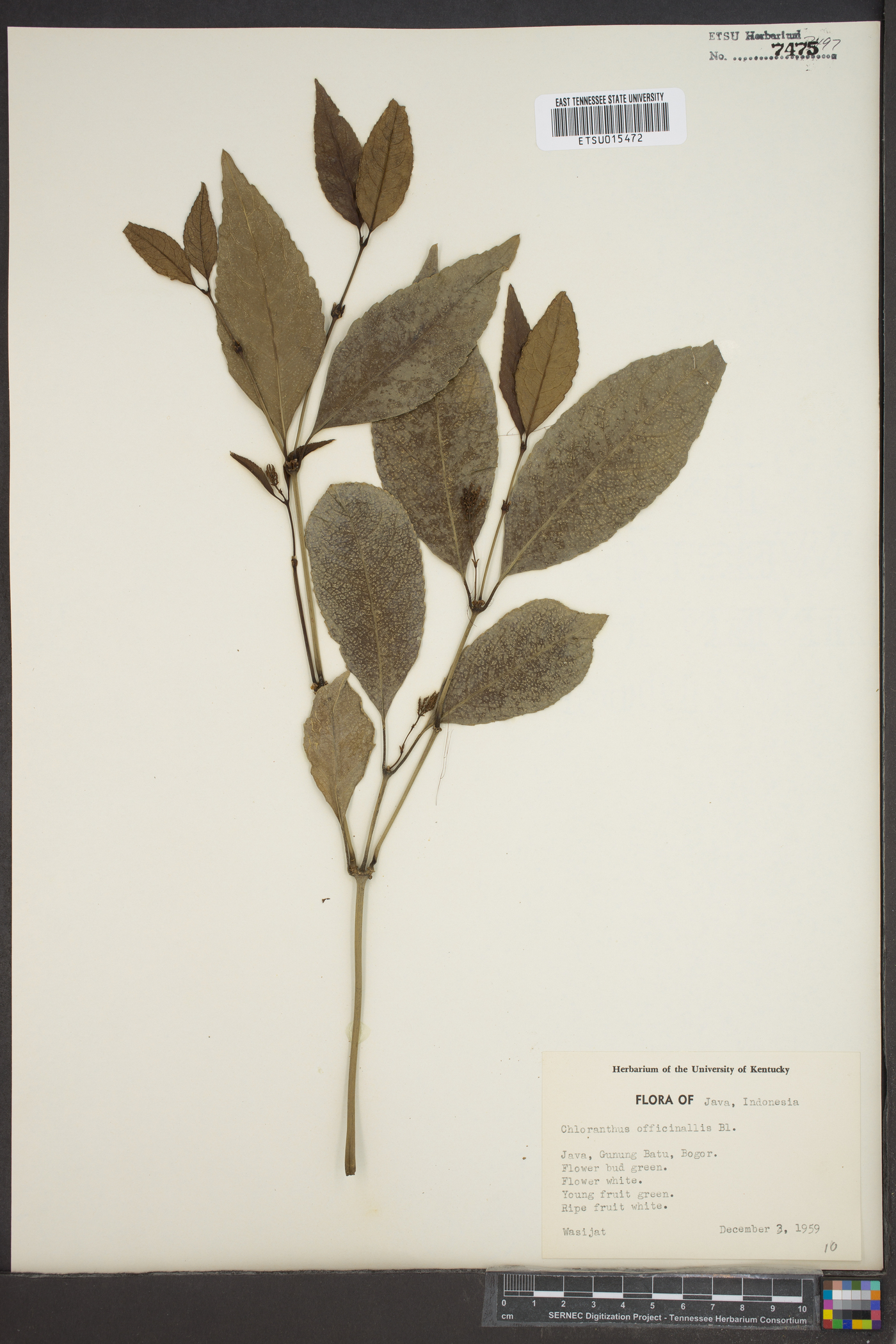 Chloranthus officinalis image