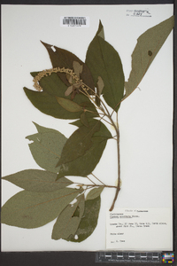 Clethra acuminata image