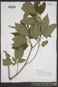 Clethra acuminata image