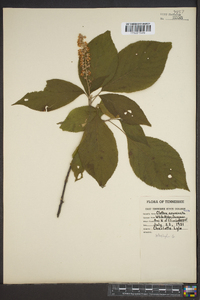 Clethra acuminata image