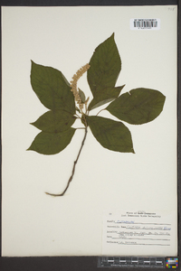 Clethra acuminata image