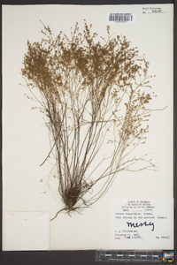 Lechea tenuifolia image