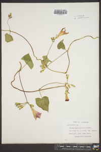 Ipomoea purpurea image