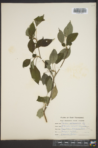 Cornus alternifolia image