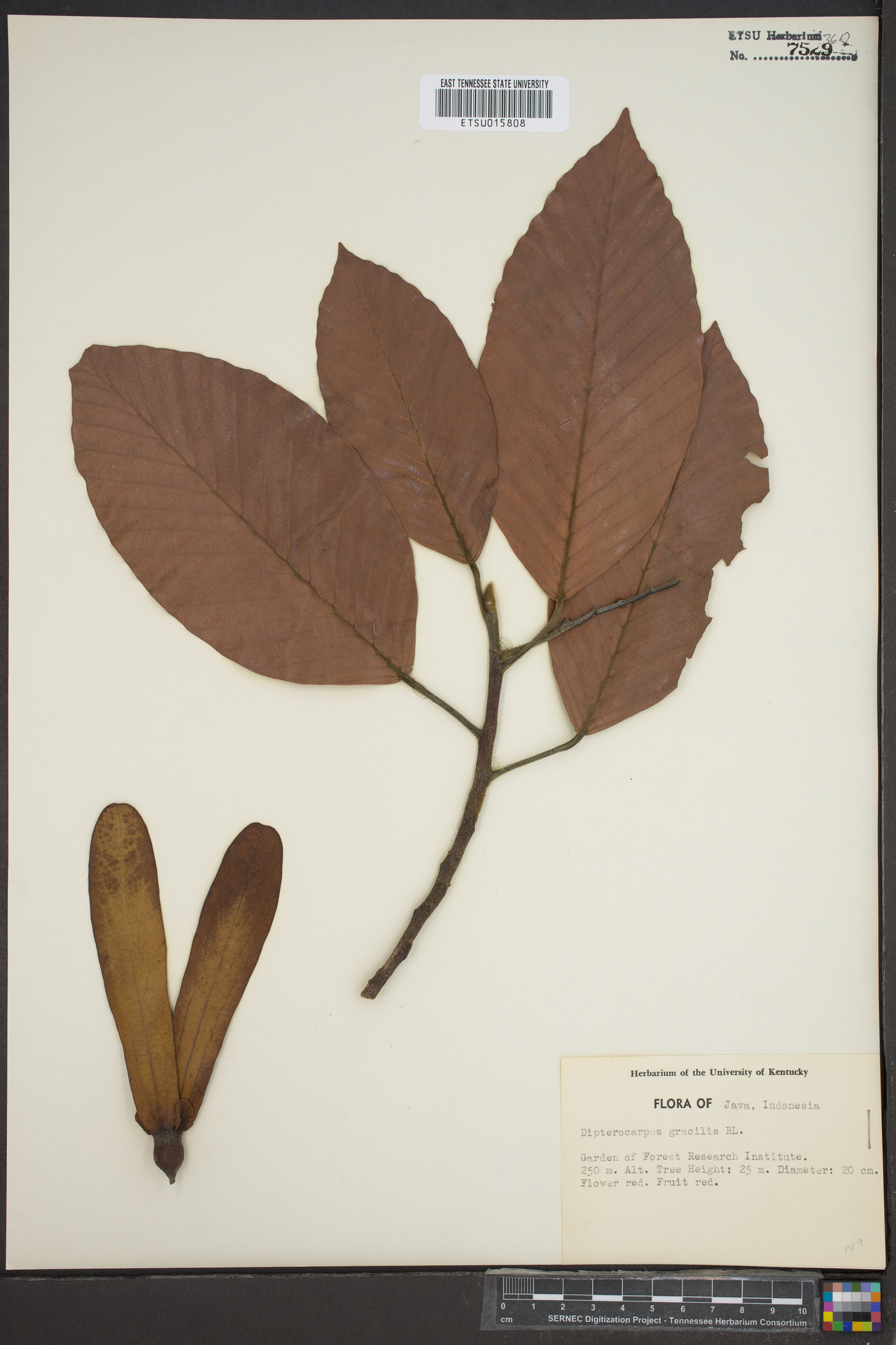 Dipterocarpus gracilis image