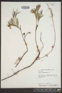 Andromeda polifolia var. latifolia image