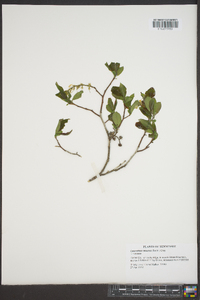 Leucothoe recurva image