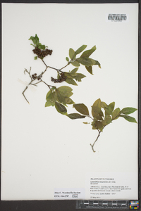 Leucothoe recurva image