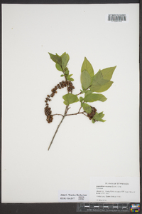 Leucothoe recurva image