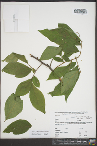 Leucothoe recurva image