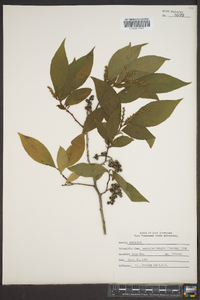 Leucothoe recurva image