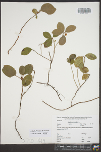 Gaultheria procumbens image