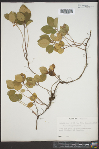 Gaultheria procumbens image