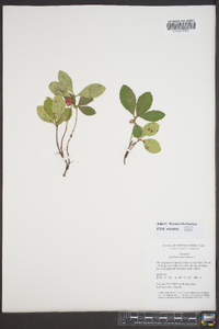 Gaultheria procumbens image