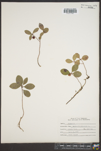 Gaultheria procumbens image