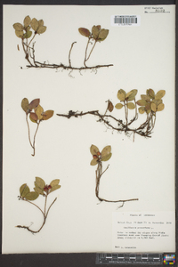 Gaultheria procumbens image