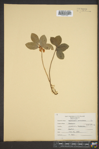 Gaultheria procumbens image