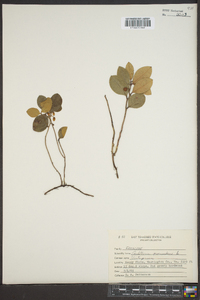 Gaultheria procumbens image