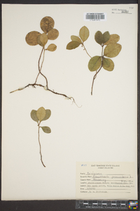 Gaultheria procumbens image