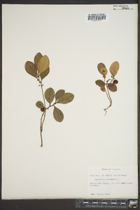 Gaultheria procumbens image