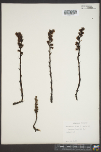 Hypopitys monotropa image