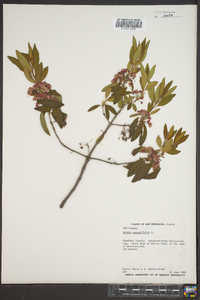 Kalmia angustifolia image