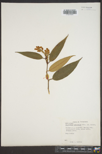 Leucothoe editorum image