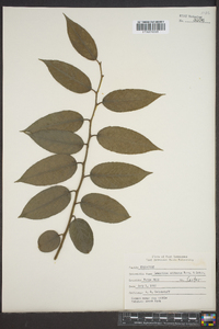 Leucothoe editorum image