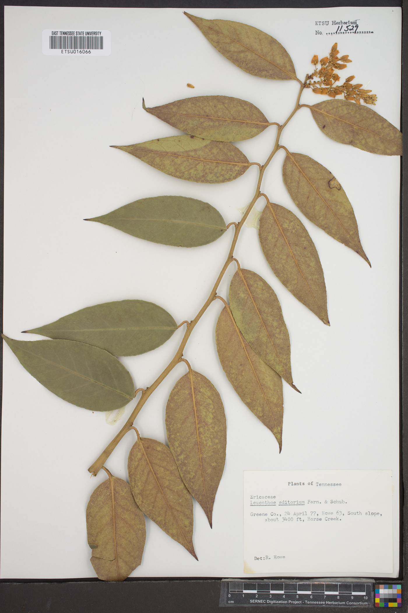 Leucothoe editorum image