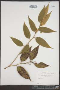 Leucothoe axillaris var. editorum image