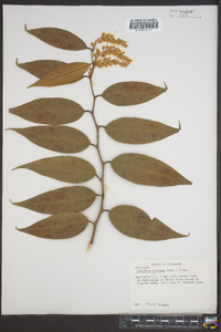 Leucothoe editorum image