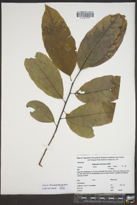 Oxydendrum arboreum image