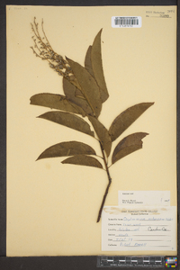 Oxydendrum arboreum image