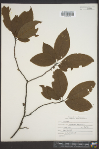 Oxydendrum arboreum image