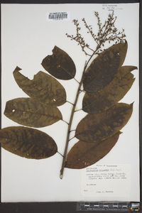 Oxydendrum arboreum image