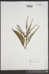 Oxydendrum arboreum image