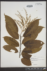 Oxydendrum arboreum image