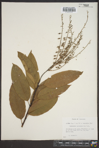 Oxydendrum arboreum image