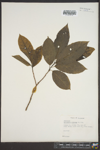 Oxydendrum arboreum image