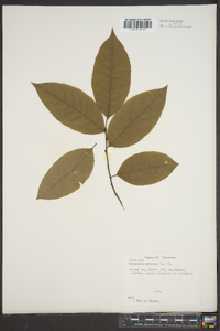 Oxydendrum arboreum image