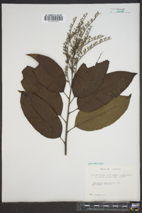 Oxydendrum arboreum image