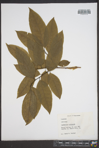 Oxydendrum arboreum image