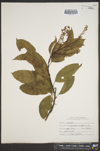 Oxydendrum arboreum image