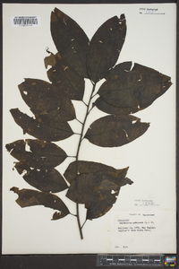 Oxydendrum arboreum image