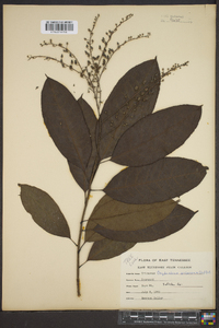 Oxydendrum arboreum image
