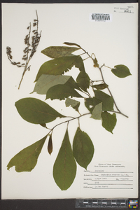 Oxydendrum arboreum image