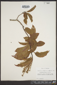 Oxydendrum arboreum image