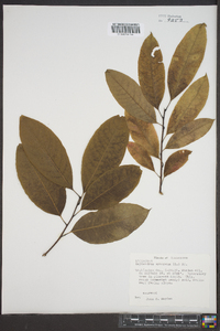 Oxydendrum arboreum image